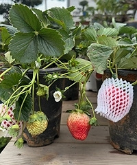 ���в�ݮ15һ�裬�󲻹�