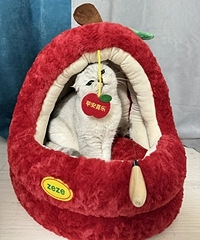 ɽķ99��è�ѣ����ĳɹ�