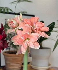 ������ڻ����춥����ÿ�