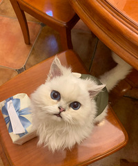 5-6���´��è�����㣬���Ƽ��ǻ���θ��è��