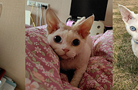 �ڳ���걻����һ��ץס����1000Ԫ��©���ؼ�