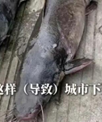 工人从下水道吸出“大鲶鱼”20斤