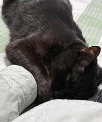 èè��Ƥм����������