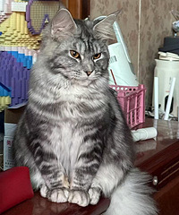 è��״�������˻����˰��