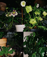 ��һ����ֲ��������Ҳ���ǹ��ÿ��İ�~