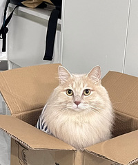 ���������ѣ�è��������Ҫ����ֽ��ϡ�汦��