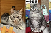 СС��״������������һ��è˳��Ȭ�������˰��