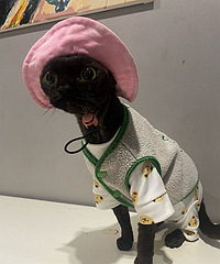 ����ȫ���ǿ�ͨ���Сè��