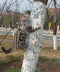 ��è����ѵ����������Ծ