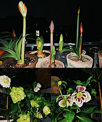 �����ˣ�������ֲ���жȹ�