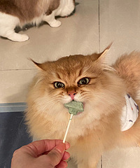 ɹɹ�Ҽ���ֻС����