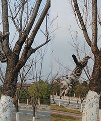 ��èȥ��԰ˣ��è����ָ�������Ծ��