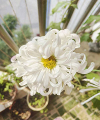 ͷ�������Ƶ�վͿ���ô��