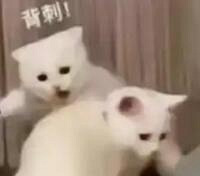 2024年最后几天被新同事背刺了