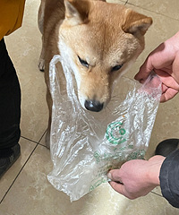 �Ұְ�С�������ؼҳ�è��