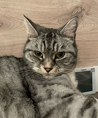 300������̾�����԰è