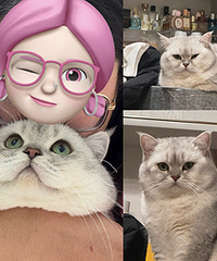 ��Ȱ����è����è�ֵ��۾�����С��