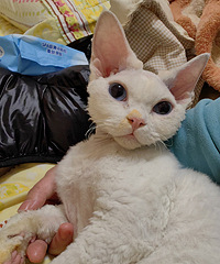 �˲��ڼң�è�����ϸ���