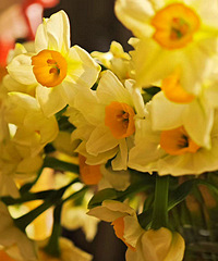 �����100֦ˮ�ɻ���ʼ