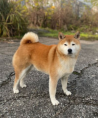 ��������Ͳ����ģ�����