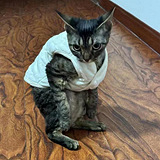从海南回来猫站起来了