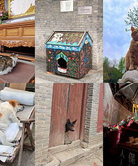 网红景点/寺庙的猫猫狗狗,你见过那些