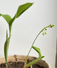 �����ҵ����Ứ�����ܿ���