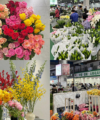 云南斗南鲜花便宜了,雪柳低至9.9元