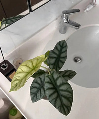 �����͵�ʯͷ����