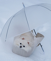 ��Ůɽ��ѩ��С���������