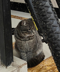 ��ֵ�߻�ճ�˵�èè������