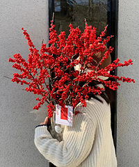 �����Ҷ�����ʲô������