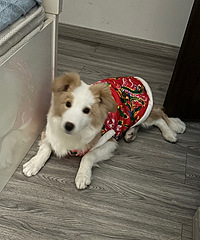 ��������Ĺ������·�����