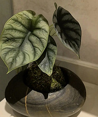 �����͵�ʯͷ�����е���˼