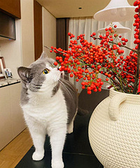 ɽ��ժ�ĺ�����й���ζ��