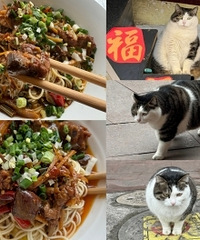 为了这只猫,我去这家店吃了十几次面