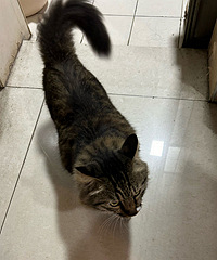 ��С��èβ��ؼ�����Ѳ��