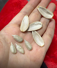 ��һ�ξ��ð�ζ������ô�óԣ��ɾ�������N����