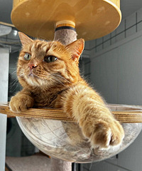 �뿴����ҵ���è��ɶ��