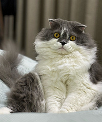 С�ɰ�è�������֤����