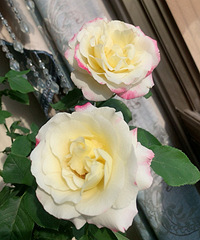 ����15Ԫ��ģ������԰�