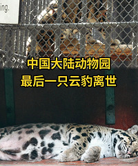 ��½����԰���1ֻ�Ʊ�����