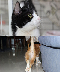 ������ֻ���úö���Сè��