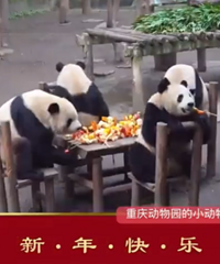 重庆动物园的小动物们吃团年饭
