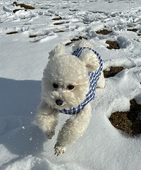 С����һ�ο�ѩ���������