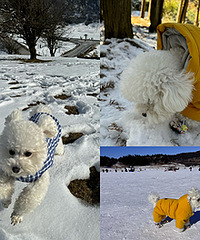 ����һ�ο�ѩ�������ˣ���ѩ������ܳ�