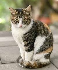 ż��һֻ����è����ֵ���