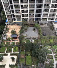 小区露台被分来种菜了