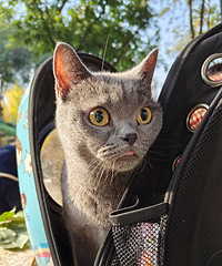 è��������ͷҪȥҽԺ����