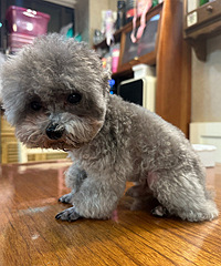 �������̩�ϵܵ���Ů����